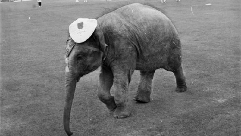 Bella the elephant &Acirc;&copy; Getty Images