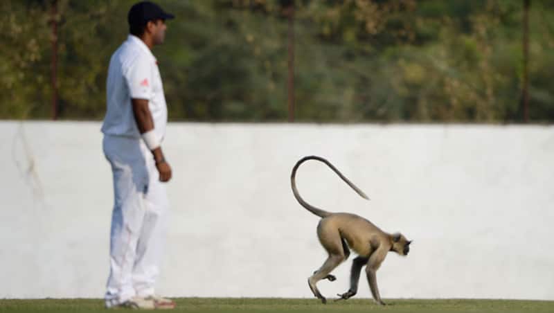 Not quite what you refer to the MonkeyGate incident. A monkey decides to take a casual stroll at Motera to entertain the English tourists &Acirc;&copy; Getty Images