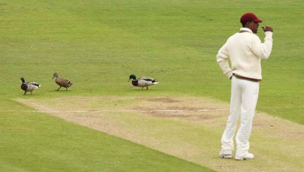 A few ducks walk on Riverside Ground