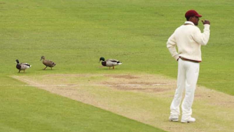 A few ducks walk on Riverside Ground