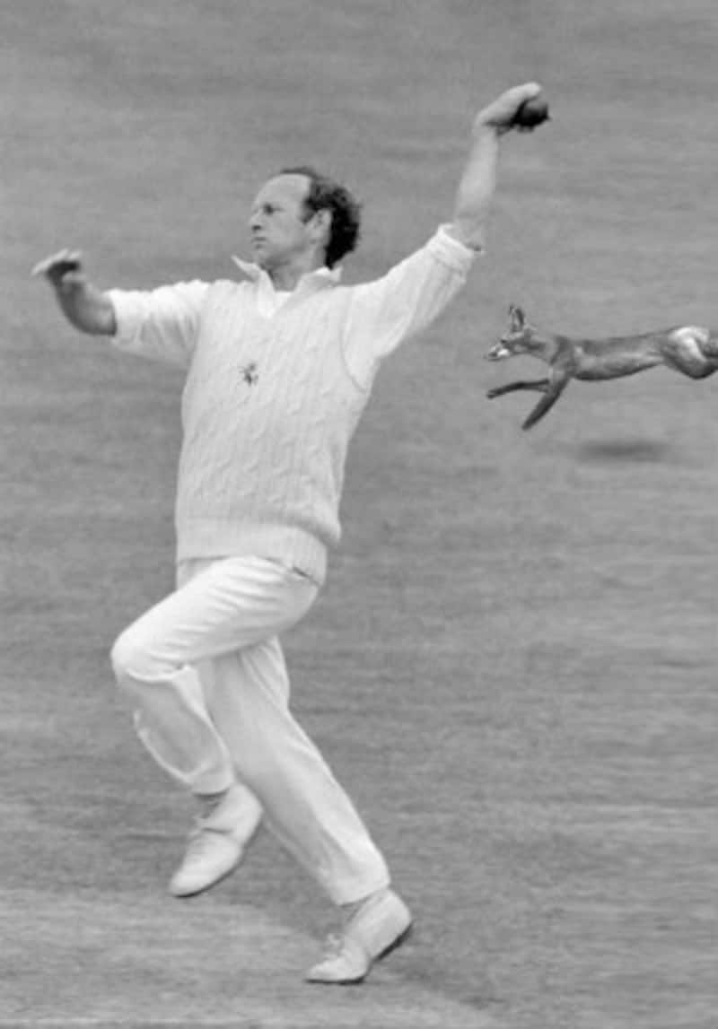 A fox ran behind Derek Underwood's arm and proceeded to bound around the ground before disappearing into the crowd &copy; Getty Images (Representational Photo as fox has been added)