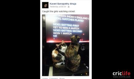 Guess what the cats are watching?