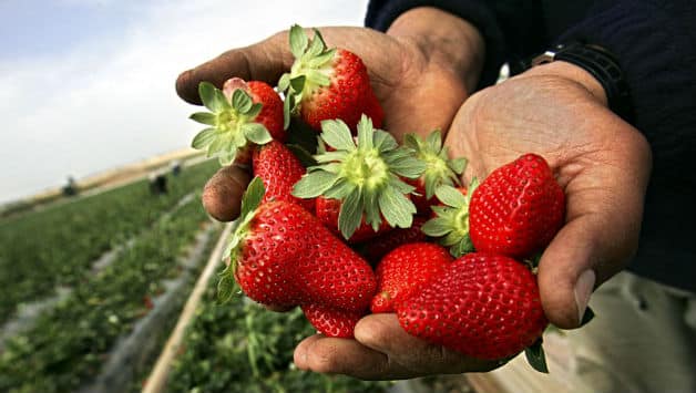 Wisden confused the world with their update on strawberries © Getty Images