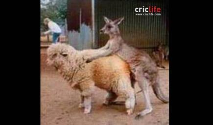 Shane Warne ​shares picture of a kangaroo screwing a sheep!