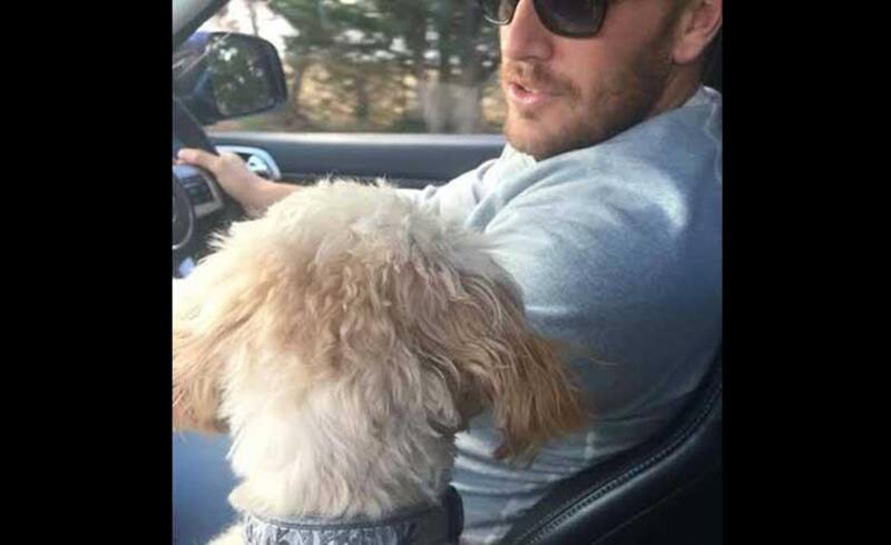 Aaron Finch take his dog out for a drive.