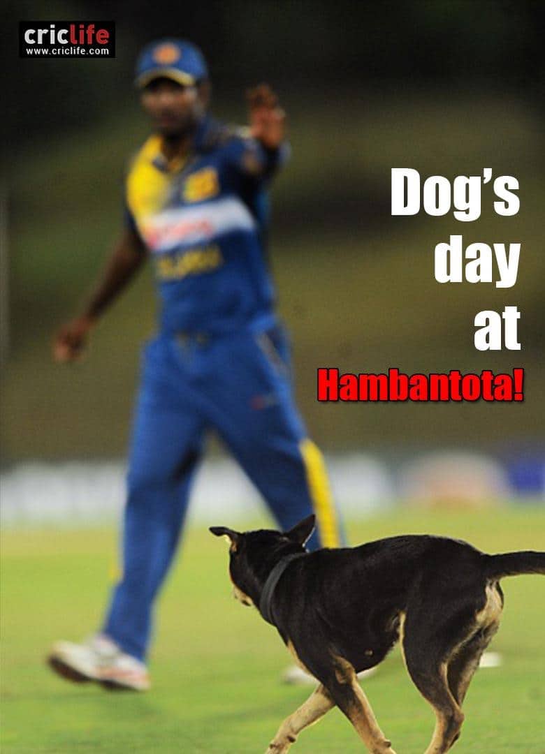 Angelo Matthews sets field for four legged ‘fielder’!