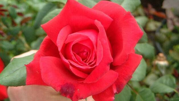 Sir Donald Bradman Rose. Photo Courtesy: The Swiss Rose Garden Nursery