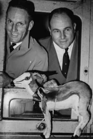 Back, from left: Dudley Nourse, Eric Rowan. Front: A toy springbok © Getty Images