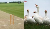 Bizarre: ‘Goose shit’ brings cricket match to a halt in England
