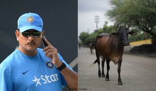 Ravi Shastri attacked by cow vigilantes after his “cow corner” clichés anger them