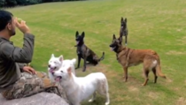 Video: MS Dhoni trains his dogs; Call it unconditional love