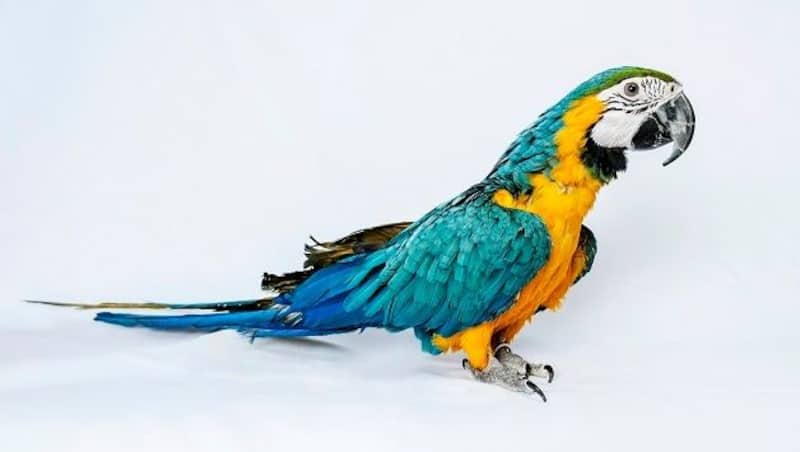 Macaw cricket animals birds