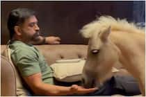 Chennai Super Kings Captain MS Dhoni Having Fun Time With Pet Pony, Picture Goes Viral