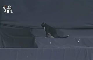 Ipl 2022 black cat stopped royal challengers bangalore vs punjab kings match fans were surprised 5391593