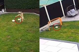 Watch: Labrador Dog’s Incredible Volley Goal Shocks People