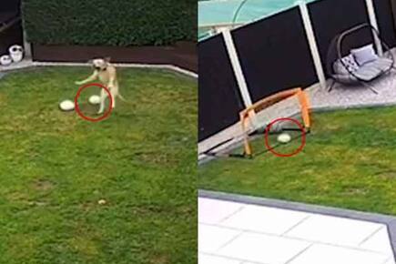 Watch: Labrador Dog’s Incredible Volley Goal Shocks People