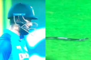 Snake Halts IND vs SA 2nd T20I In A Freak Incident: Watch Viral Video