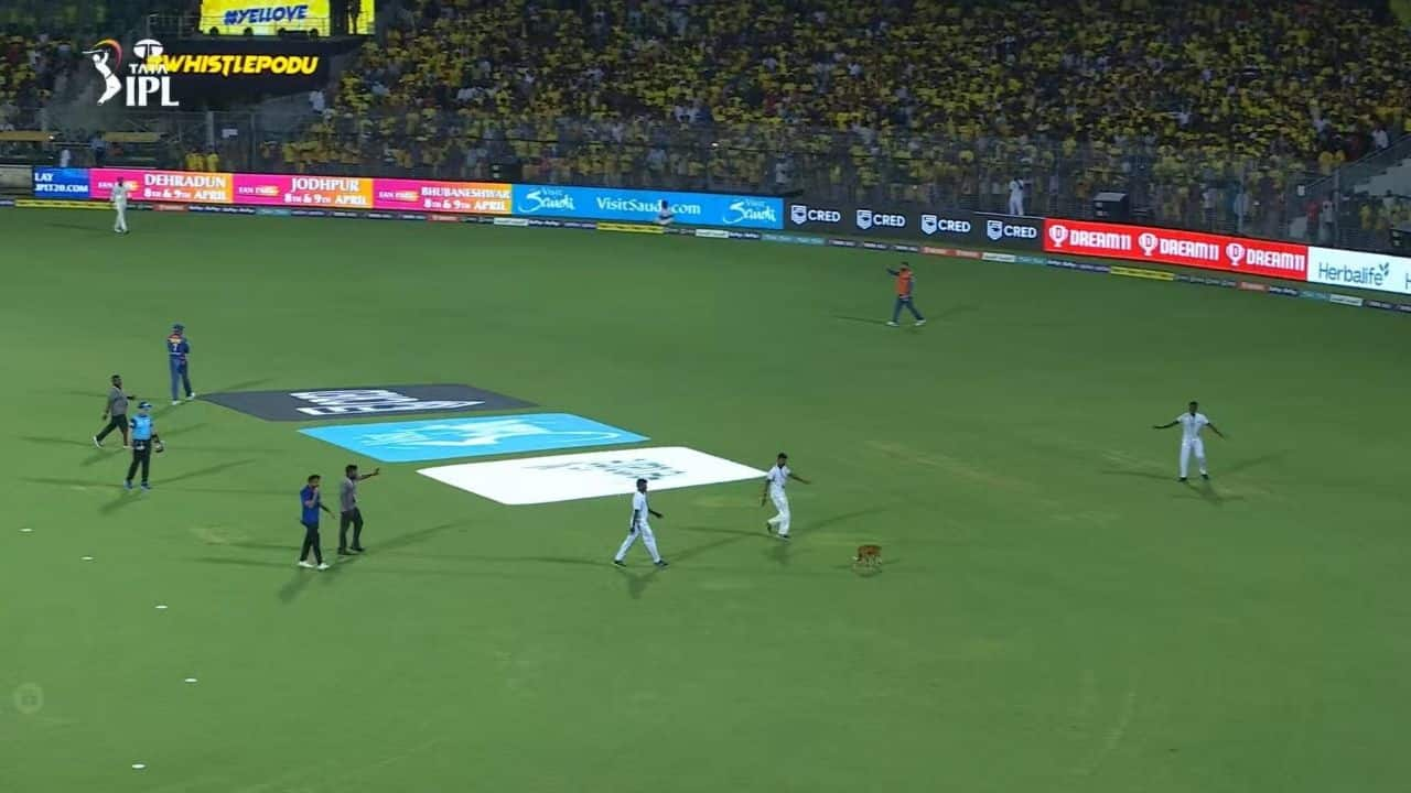 IPL, IPL 2023, CSK vs LSG, Dog at Chepauk Stadium