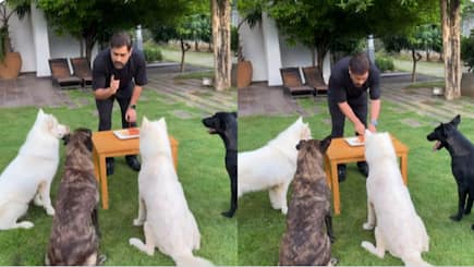 MS Dhoni shares a birthday video on Instagram cutting a cake in front of dogs