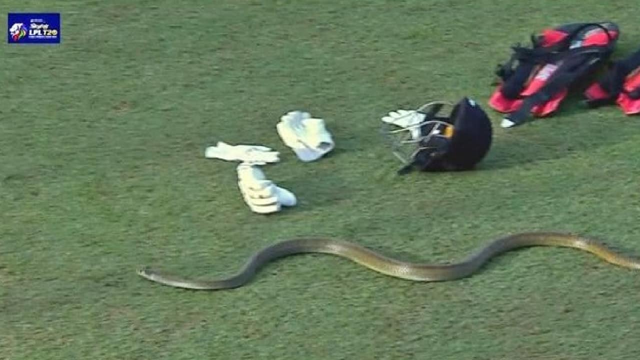 Snake enter in stadium