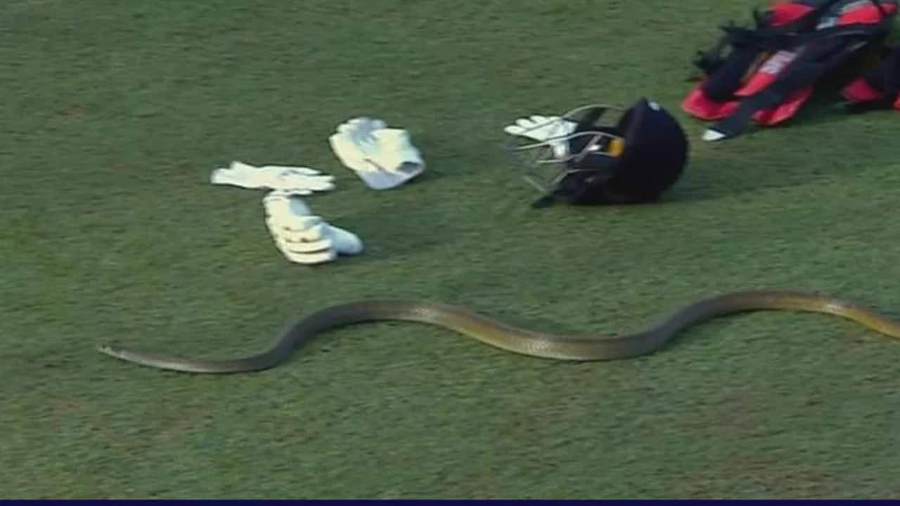 LPL 2023: Snake Enters R.Premadasa Stadium, Stops Galle Titans Vs Dambulla Aura Match