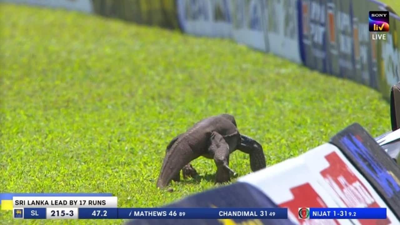 Monster Lizard