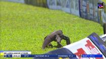 Sri Lanka vs Afghanistan test match halted for few minutes due to an uninvited guest monitor lizard entering the pitch