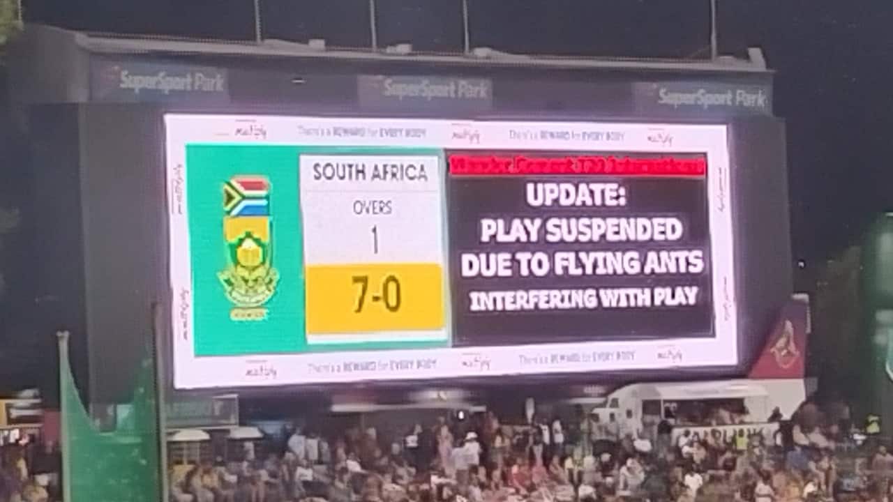Match stopped due to invasion from flying ants