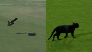 Watch: Animals enter Karachi Stadium During PAK vs NZ tri-series 2025 final, Pakistan Cricket shares video