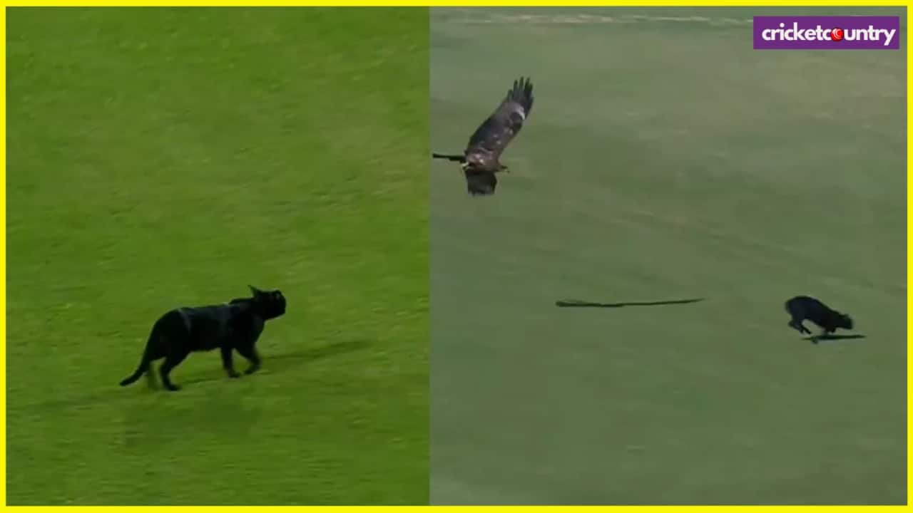 Cats in Pakistan Cricket Stadium nz vs pak