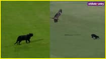 Pakistan vs New Zealand Cats Stop Play in Triangular Series Final WATCH