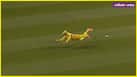 cricketcountry news