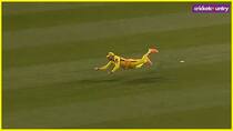 Faf du plessis takes Stunner in MLC 2025 Watch Video