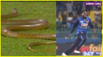Snake in Sri Lanka vs Bangladesh Cricket Match in Colombo 1st ODI make Players and Ground Staff in Trouble
