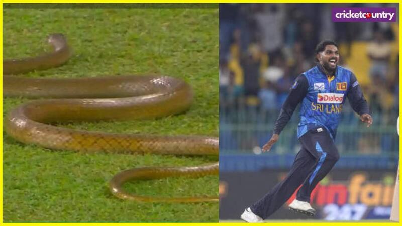 Sri Lanka vs Bangladesh Match Snake on the Ground Sri Lanka vs Bangladesh Match Snake on the Ground