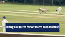 THIS 800kg beast forced a cricket match to be abandoned, reason will shock you