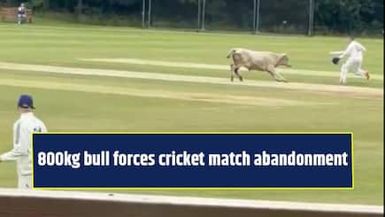 THIS 800kg beast forced a cricket match to be abandoned, reason will shock you